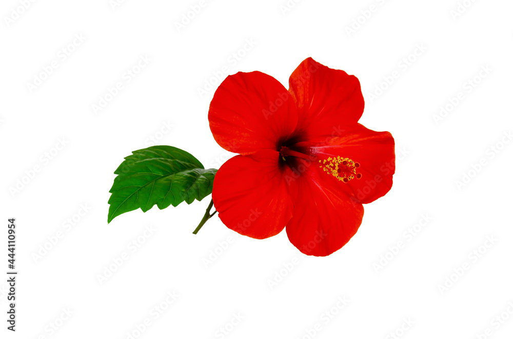 blooming red hibiscus blooming red hibiscus
