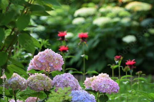 Garden view with pink and white hydrangeas, monardas, bokeh shrubs. Natural summer garden. Focus on pink hydrangeas.