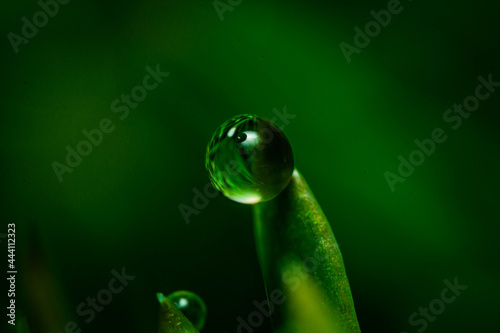 water drops on green leaf close up
