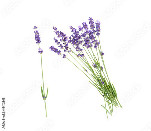 Fototapeta Naklejka Na Ścianę i Meble -  Lavender flowers isolated on white background.