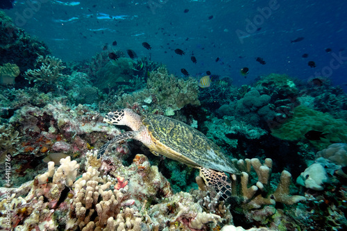Fototapeta Naklejka Na Ścianę i Meble -  A turtle in the sea