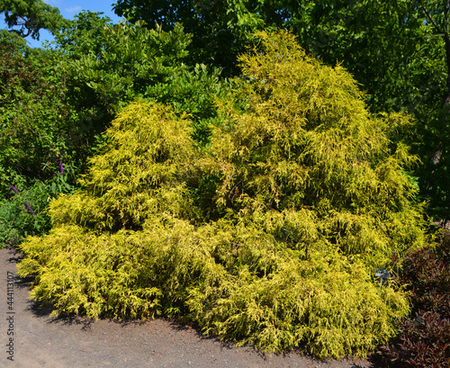 Chamaecyparis pisifera (Sawara false cypress or Sawara is a species of false cypress, native to central and southern Japan, on the islands of Honshu and Kyushu photo