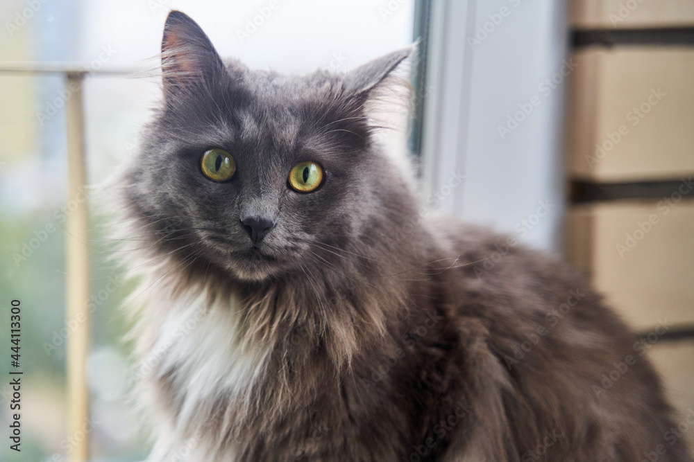 Portrait of a handsome green-eyed gray cat
