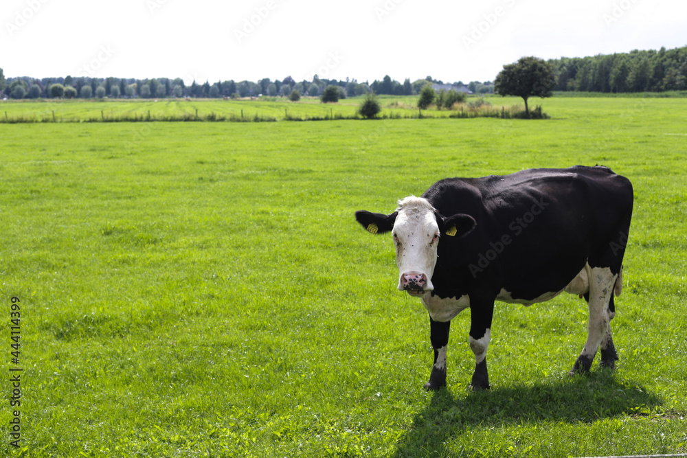 Lonely white-black cow stands on green meadow close to the city on summer. Lonely white-black cow stands on green meadow close to the city on summer.
