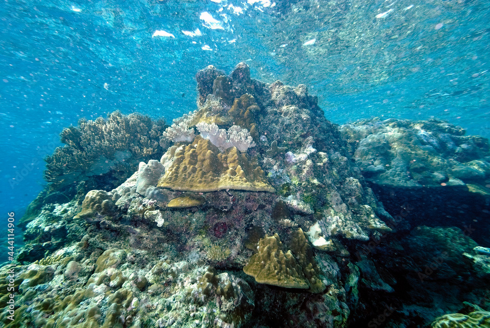 A picture of the coral reef A picture of the coral reef