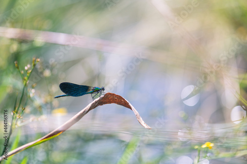 dragonfly near the river on a blade of dry grass © Marc Andreu