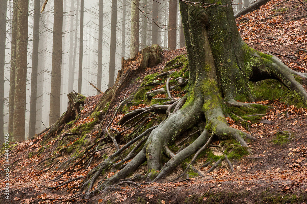 Eine alte Buche hält sich mit ihren dicken Wurzeln an einem Hang fest. Im Hintergrund stehen Nadelbäume im Nebel.