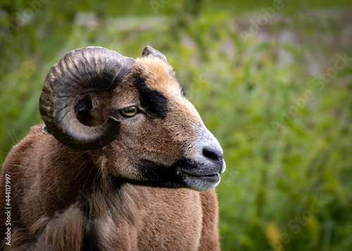 close up of a ram