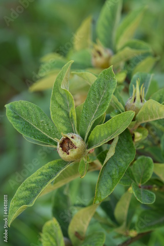 Medlar green unripe fruit closeup, dew on leaves.