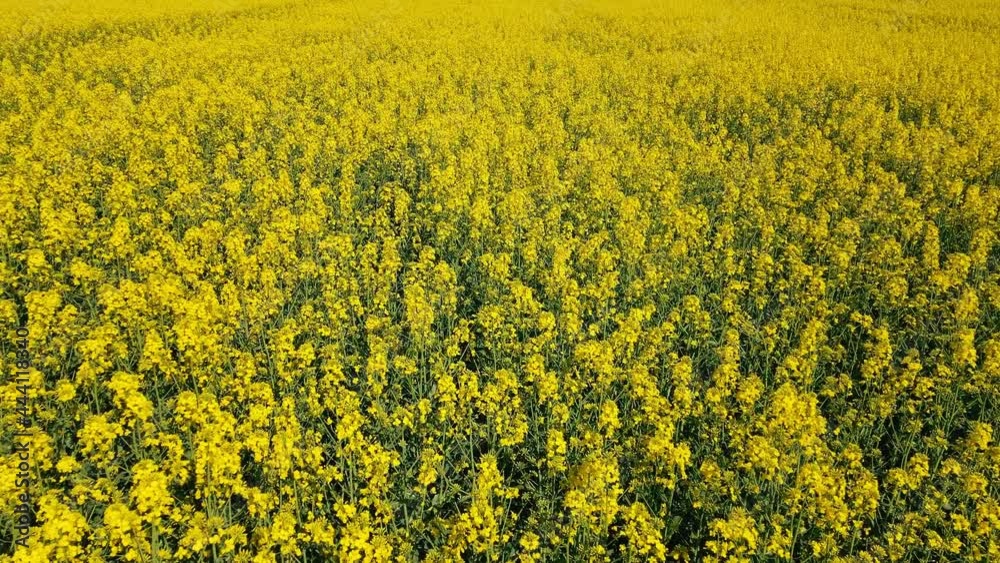 Aerial view Rich harvest of blooming yellow rapeseed with blue sky and clouds. Aerial view Rich harvest of blooming yellow rapeseed with blue sky and clouds.