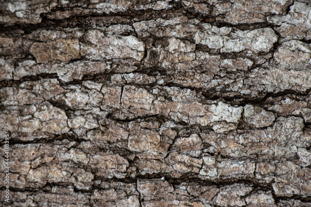 The big tree pattern in the forest,Texture and background. The big tree pattern in the forest,Texture and background.