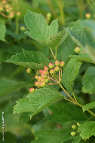 Viburnym unripe fruits on shrub. Green and red fruits.