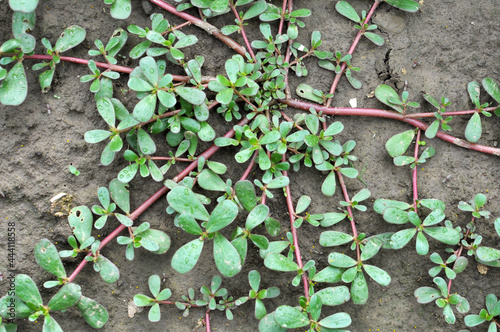 In the soil, like a weed grows purslane (Portulaca oleracea)