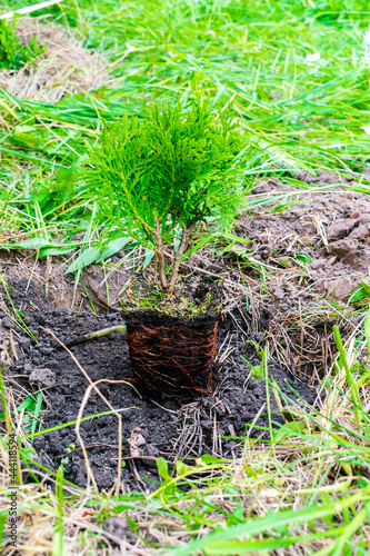 green little coniferous tree plant sprout from pot with soil, ground on grass nature background preparing to plant in garden, forest, park. Eco friendly, organic, ecology concept