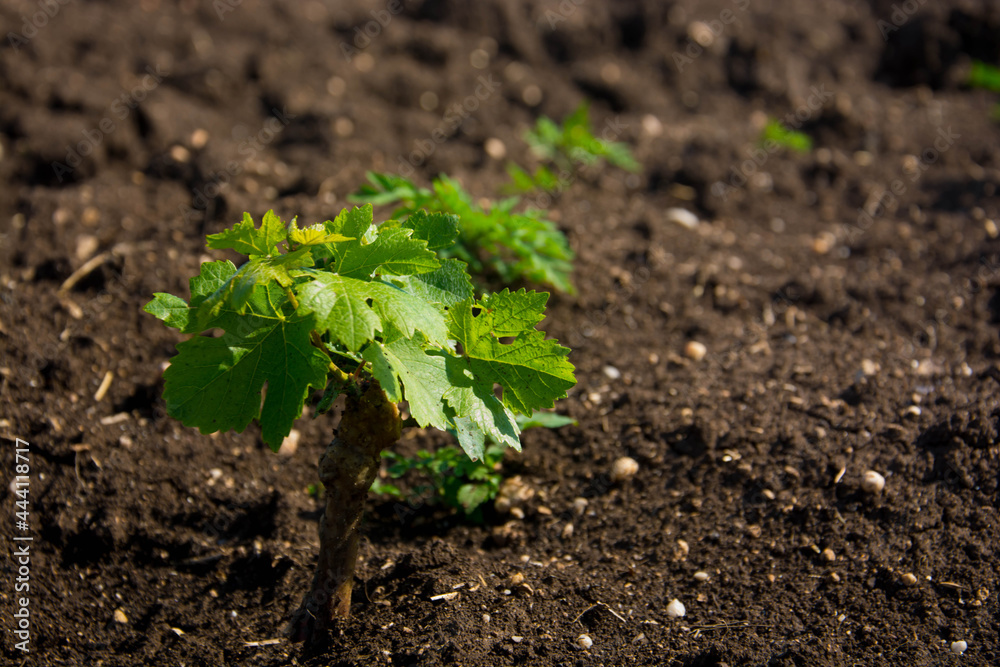 Young vineyard