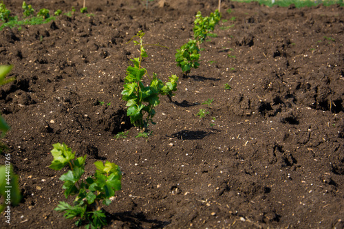 Young vineyard