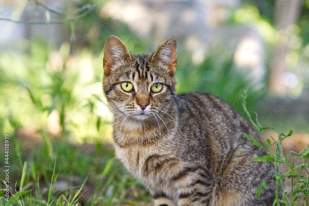 Close up portrait of striped brown cat with green eyes looking to camera on green background. Pets walking outdoor adventure. non-pedigree cats in garden.
