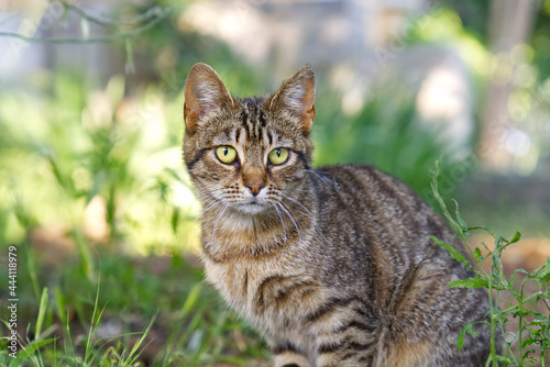 Close up portrait of striped brown cat with green eyes looking to camera on green background. Pets walking outdoor adventure. non-pedigree cats in garden. © Ilja