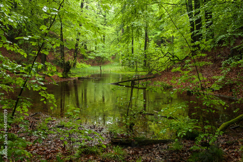 Im Wasser eines Tümpel im Wald spiegelt sich das lichtdurchflutete grüne Laub des Waldes.
