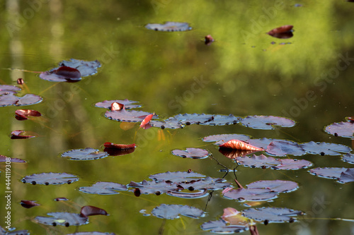 Seerosenblätter schweben auf einem auf einem Teich. photo