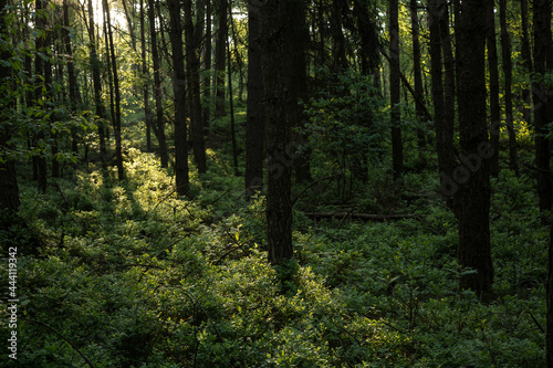 Das Sonnenlicht scheint durch die Bäume in einem goldenen Streifen auf das Unterholz.