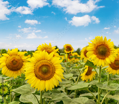 blooming yellow sunflowers on a farm field.