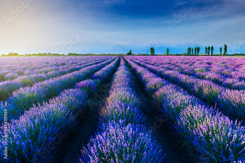 Lavender plantation at sunset in summer photo