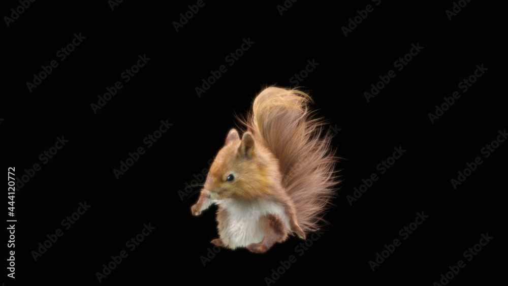 squirrel Dance CG fur. 3d rendering, animal realistic CGI VFX