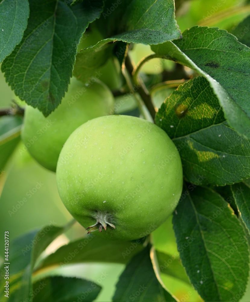 Unripe Topaz apples in organic orchard. Growing organic apples. Unripe Topaz apples in organic orchard. Growing organic apples.