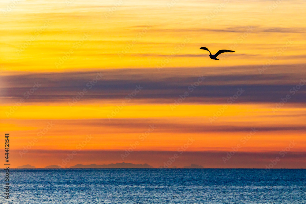 Vol d'un oiseau devant une vue de la Corse à partir de Nice, au levé du soleil