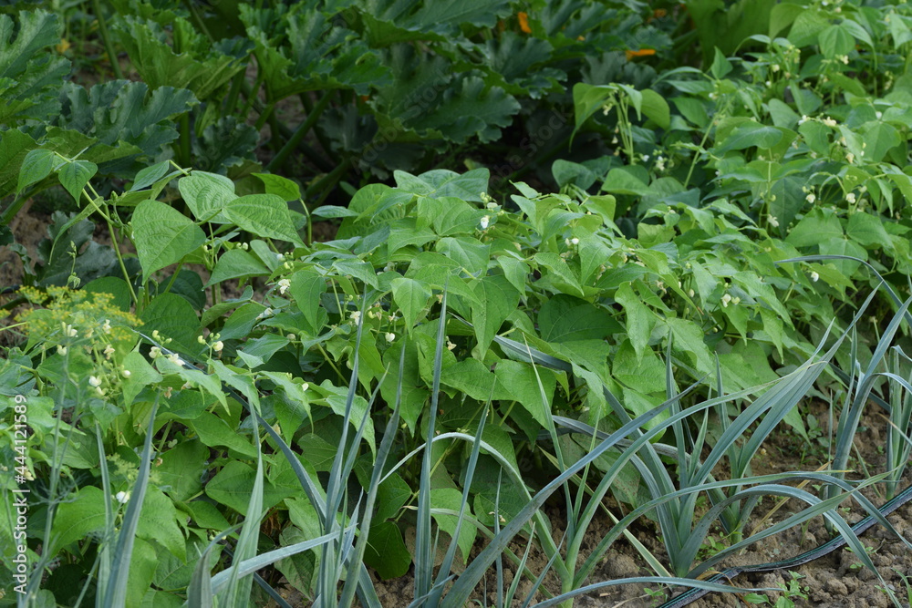 Organic vegetable garden in summer. Leeks, beans and zucchini plants.