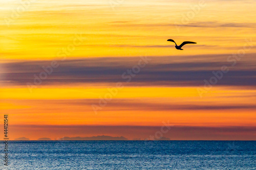 Vol d'un oiseau devant une vue de la Corse à partir de Nice, au levé du soleil © Jonathan Coullet