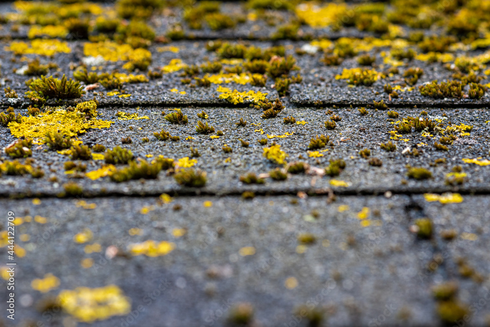 close up of roofing felt overgrown with moss close up of roofing felt overgrown with moss