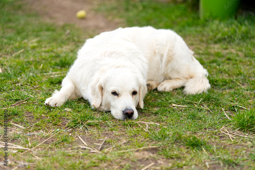 labrodor, retriever white dog lying down in the grass and looking forward labrodor, retriever white dog lying down in the grass and looking forward