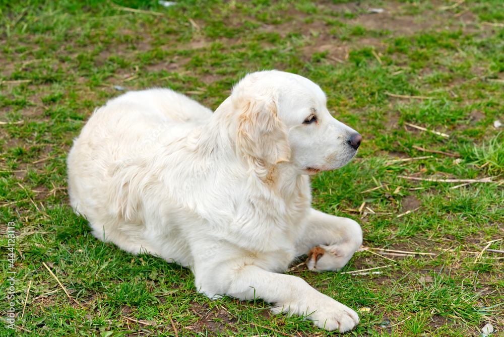 labrodor, retriever white dog lying down in the grass and looking forward labrodor, retriever white dog lying down in the grass and looking forward