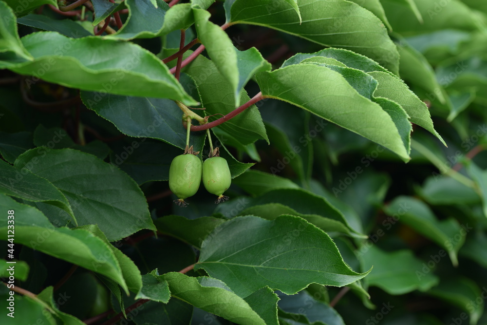 Hardy kiwi unripe fruits among leaves.