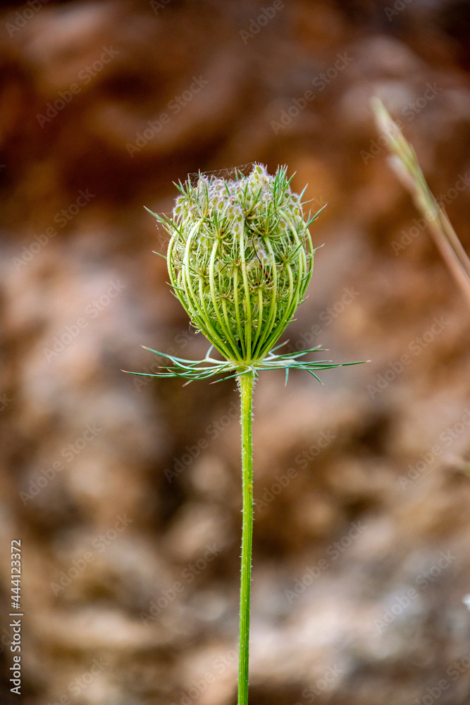 a single green plant along a forest path getting ready to spread its seeds a single green plant along a forest path getting ready to spread its seeds