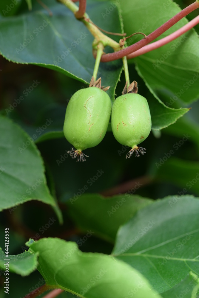 Actinidia unripe fruits on branch closeup. Actinidia unripe fruits on branch closeup.