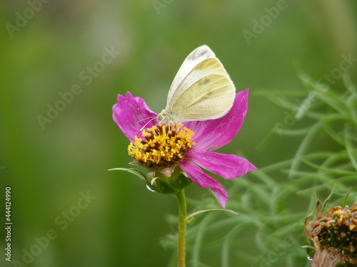 white butterfly sitting on a pink daisy  © Meg Eliza