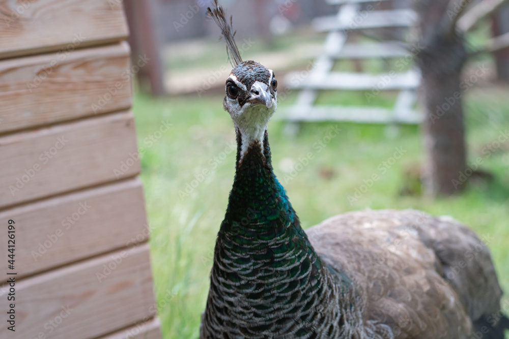 Pava looks into the frame at close range. A female bird with a long narrow neck and a tuft. Female peacock Pava looks into the frame at close range. A female bird with a long narrow neck and a tuft. Female peacock