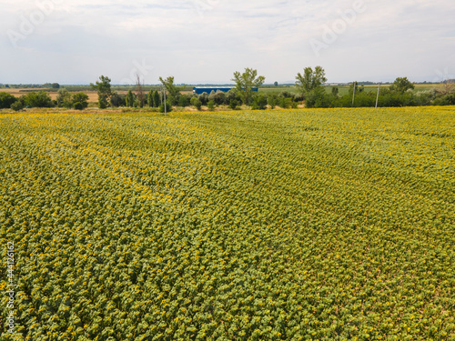 Aerial view of sunflower field near village of Tsalapitsa, Bulgaria photo