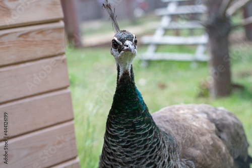 Pava looks into the frame at close range. A female bird with a long narrow neck and a tuft. Female peacock photo