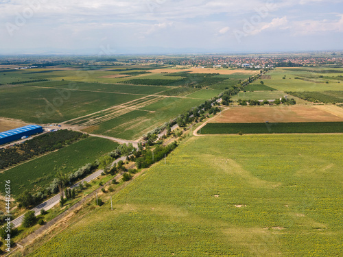 Aerial view of sunflower field near village of Tsalapitsa, Bulgaria photo