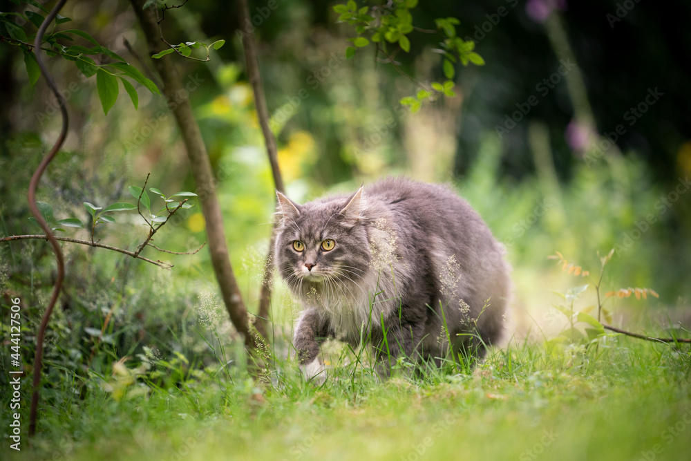 fluffy gray cat outdoors on the prowl in green nature sneaking through the grass fluffy gray cat outdoors on the prowl in green nature sneaking through the grass