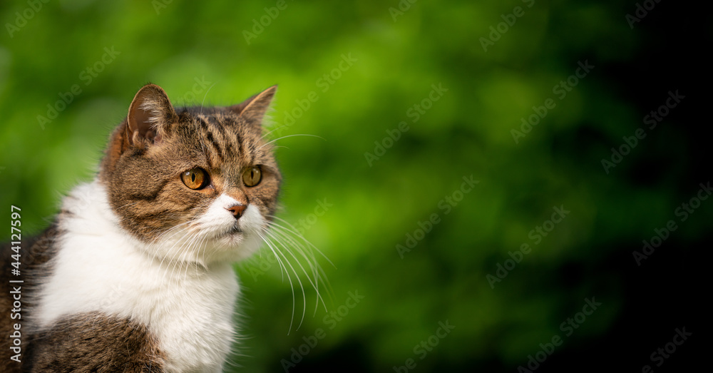 tabby white british shorthair portrait on green bokeh background outdoors in nature with copy space