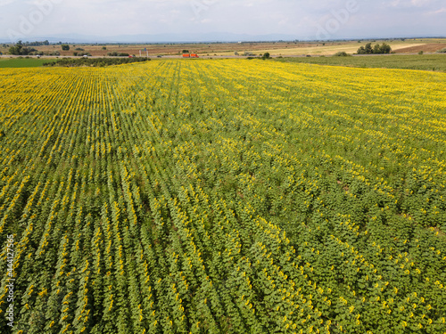 Aerial view of sunflower field near village of Tsalapitsa, Bulgaria photo