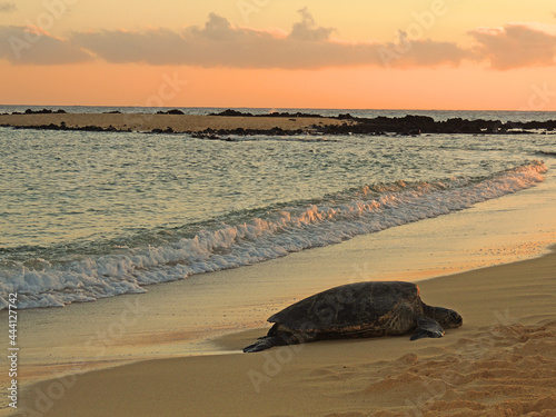   green sea turtle sleeping on the shore at sunset in poipu beach, kauai, hawaii      photo