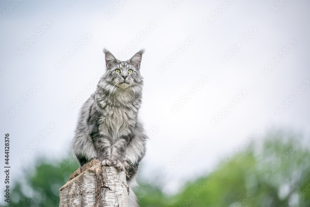 beautiful silver tabby maine coon cat sitting on birch tree stump outdoors observing nature from elevated viewpoint with copy space - obrazy, fototapety, plakaty 