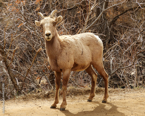 rocky mountain bighorn sheep ewe  standing on the trail in fall in waterton canyon, littleton, colorado photo