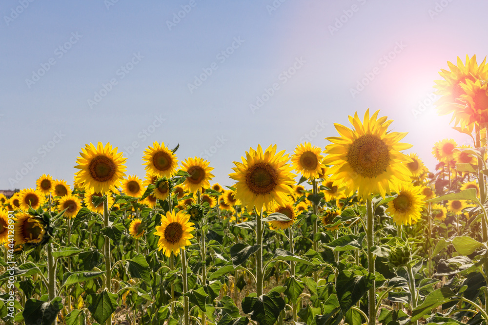 Sunflower field in summer. Agriculture. Selective depth of field.